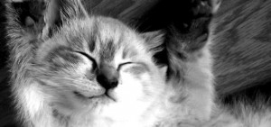 kitten_640x300